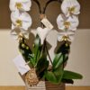Due Orchidee Phalaenopsis a cascata