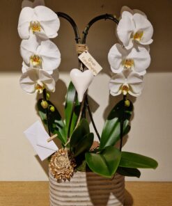 Due Orchidee Phalaenopsis a cascata