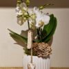 Orchidea Phalaenopsis "Botticelli"