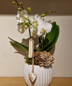 Orchidea Phalaenopsis "Botticelli"