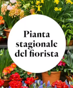 Pianta a scelta del fiorista
