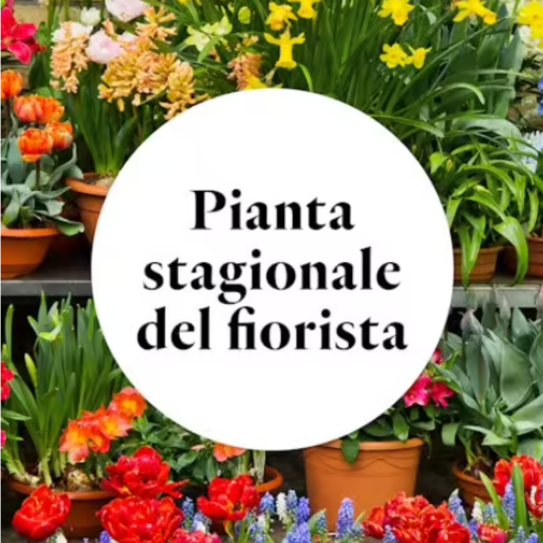 Pianta a scelta del fiorista