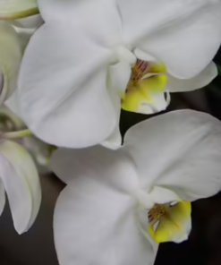 Orchidea Phalaenopsis a cascata due steli - immagine 3