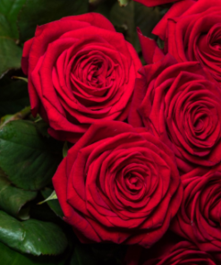 Mazzo rose premium a scelta