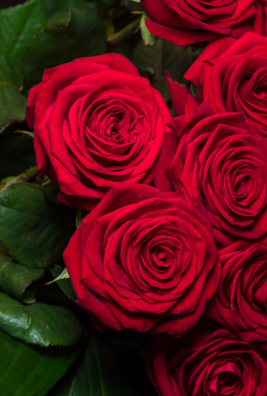 Mazzo rose premium a scelta