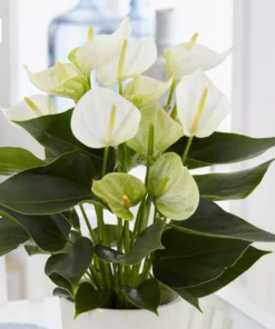 Alternative view of Pianta di Anthurium
