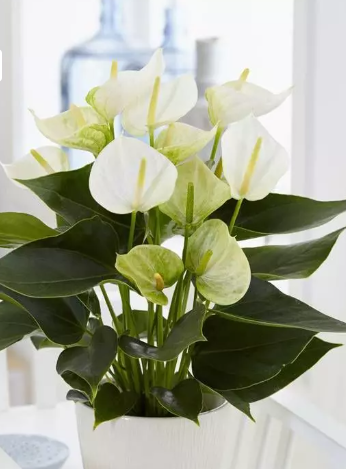 Pianta di Anthurium - immagine 2