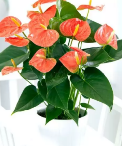 Pianta di Anthurium - immagine 3