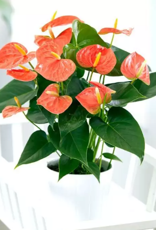 Pianta di Anthurium - immagine 3