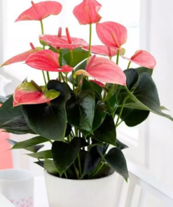 Pianta di Anthurium - immagine 4