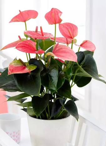 Pianta di Anthurium - immagine 4