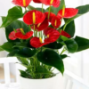 Pianta di Anthurium