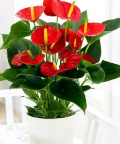 Pianta di Anthurium