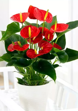 Pianta di Anthurium