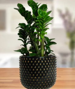 Pianta di Zamioculcas "Zenzi"