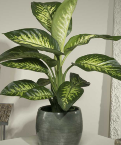Pianta di Dieffenbachia