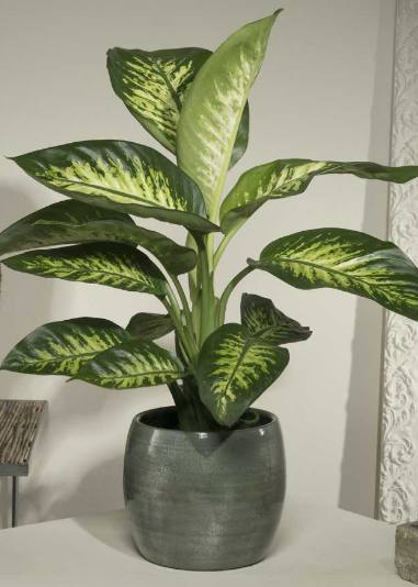 Pianta di Dieffenbachia