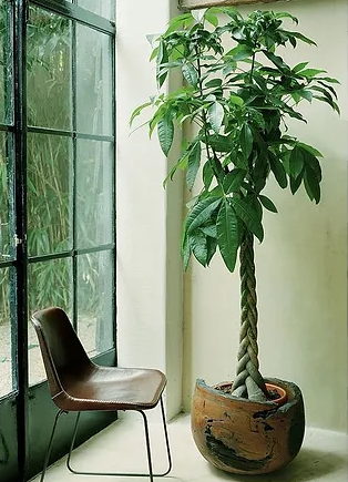 Pianta di Pachira