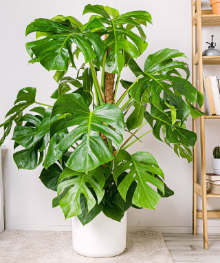 Pianta di Monstera deliciosa