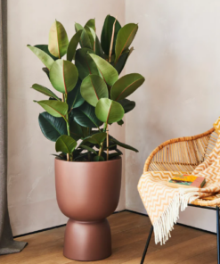 Pianta di Ficus "Robusta"