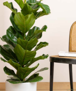Pianta di Ficus "Lyrata"