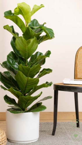 Pianta di Ficus "Lyrata"