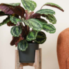Pianta di Calathea
