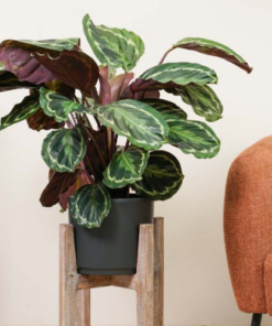 Pianta di Calathea