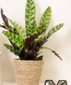 Alternative view of Pianta di Calathea