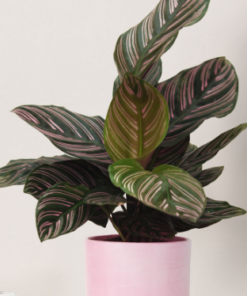 Pianta di Calathea - immagine 3
