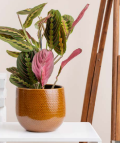 Pianta di Calathea - immagine 4