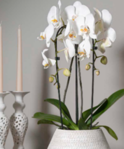 Orchidea Phalaenopsis a cascata due steli