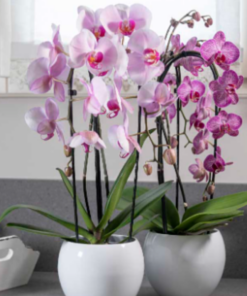 Alternative view of Orchidea Phalaenopsis a cascata due steli