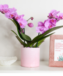 Alternative view of Orchidea Phalaenopsis "Botticelli"