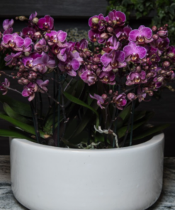 Composizione Orchidee Phalaenopsis a fiore piccolo