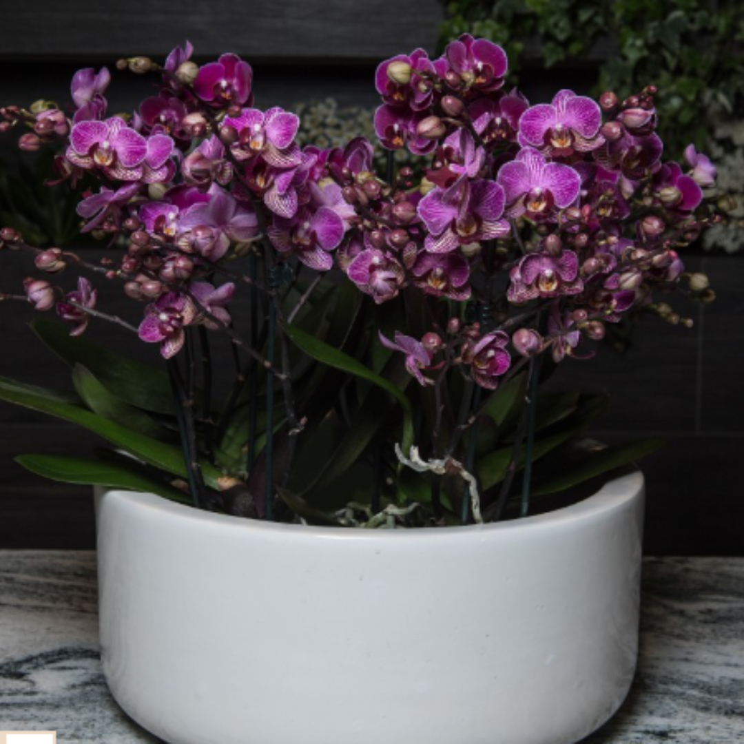 Composizione Orchidee Phalaenopsis a fiore piccolo