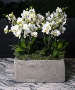 Alternative view of Composizione Orchidee Phalaenopsis a fiore piccolo