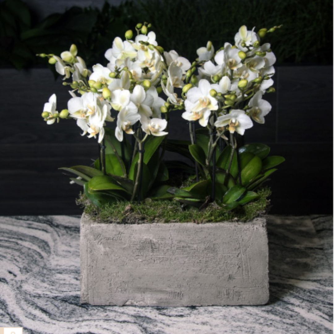 Composizione Orchidee Phalaenopsis a fiore piccolo - immagine 2