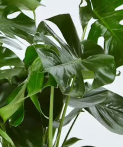 Alternative view of Pianta di Monstera deliciosa