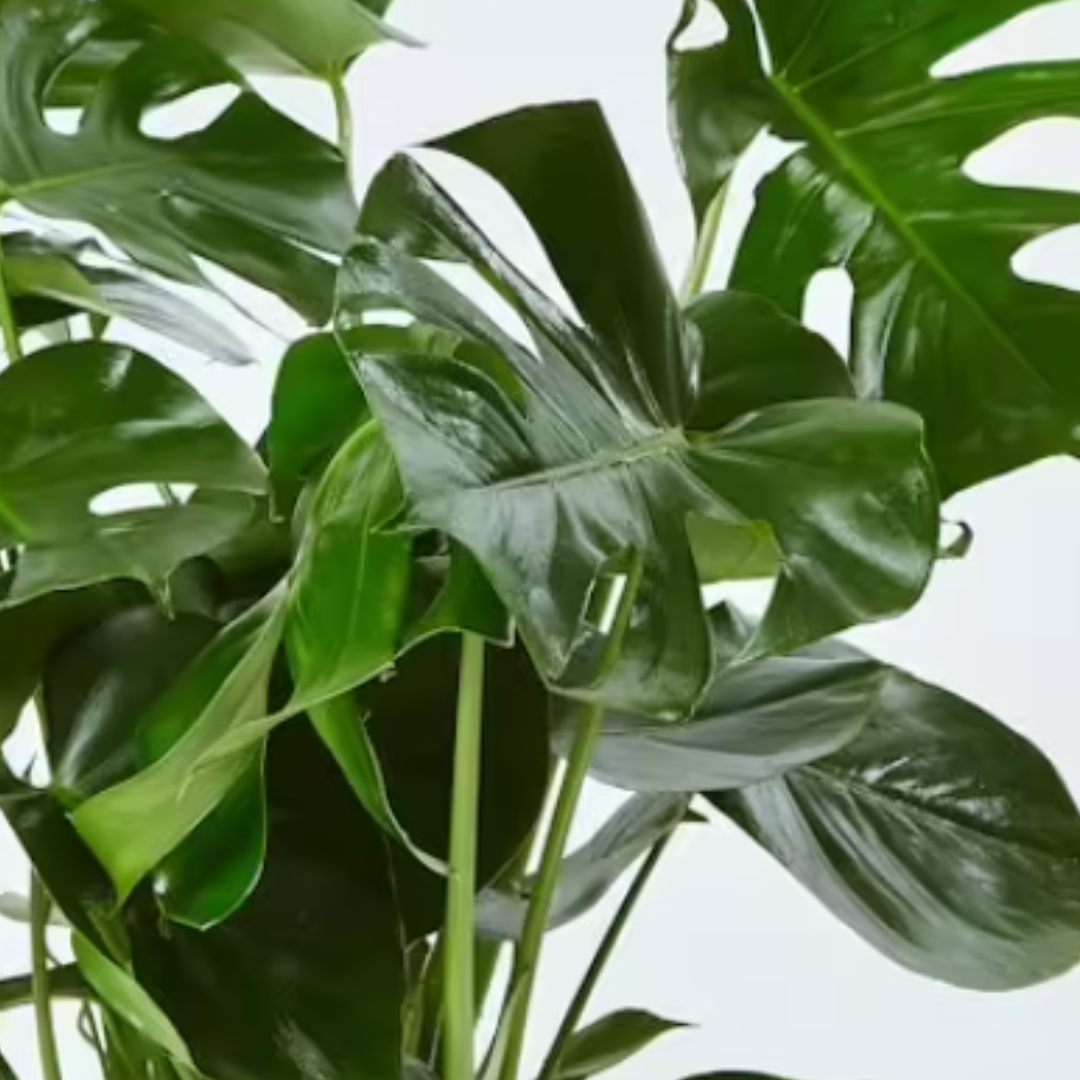 Pianta di Monstera deliciosa - immagine 2